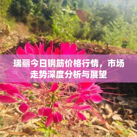 瑞丽今日钢筋价格行情，市场走势深度分析与展望
