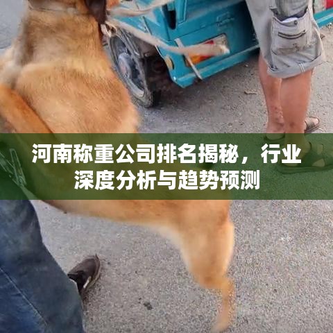 河南称重公司排名揭秘，行业深度分析与趋势预测