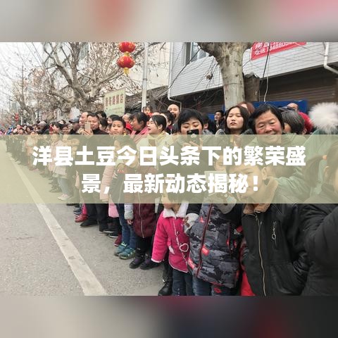 洋县土豆今日头条下的繁荣盛景，最新动态揭秘！