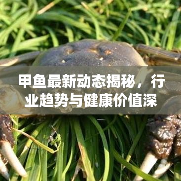 甲鱼最新动态揭秘，行业趋势与健康价值深度解析