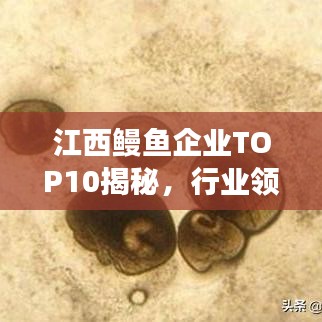 江西鳗鱼企业TOP10揭秘，行业领军者的成功之道
