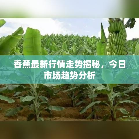 香蕉最新行情走势揭秘，今日市场趋势分析