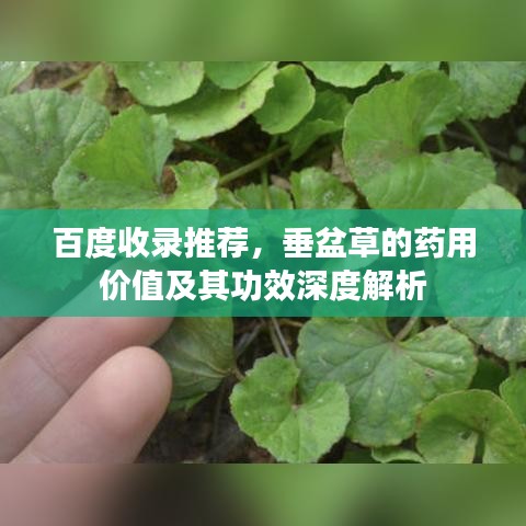 百度收录推荐，垂盆草的药用价值及其功效深度解析