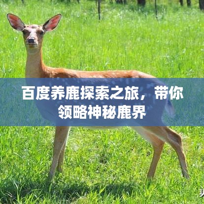 百度养鹿探索之旅，带你领略神秘鹿界