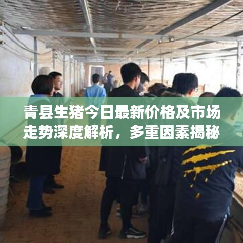 青县生猪今日最新价格及市场走势深度解析，多重因素揭秘！