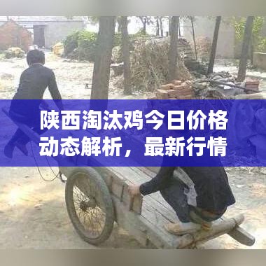 陕西淘汰鸡今日价格动态解析，最新行情分析
