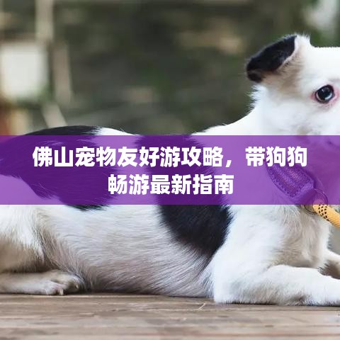 佛山宠物友好游攻略，带狗狗畅游最新指南