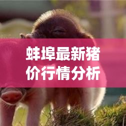 蚌埠最新猪价行情分析与价格动态解读