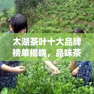 太湖茶叶十大品牌榜单揭晓，品味茶香韵味，领略太湖之美