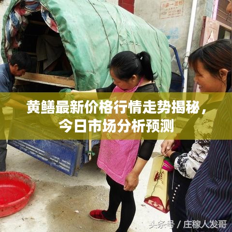 黄鳝最新价格行情走势揭秘，今日市场分析预测