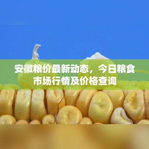 安徽粮价最新动态，今日粮食市场行情及价格查询