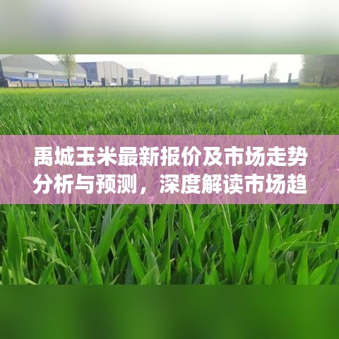 禹城玉米最新报价及市场走势分析与预测，深度解读市场趋势！