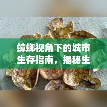 蟑螂视角下的城市生存指南，揭秘生存之道，探索城市每一个角落