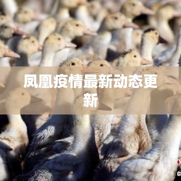 凤凰疫情最新动态更新