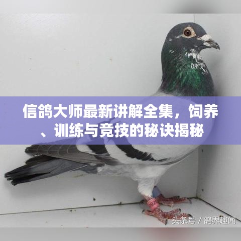 信鸽大师最新讲解全集，饲养、训练与竞技的秘诀揭秘