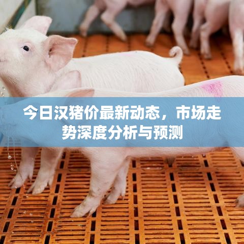 今日汉猪价最新动态，市场走势深度分析与预测