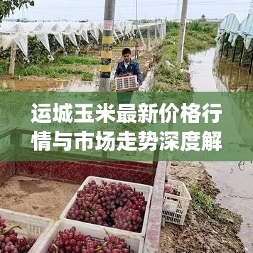 运城玉米最新价格行情与市场走势深度解析