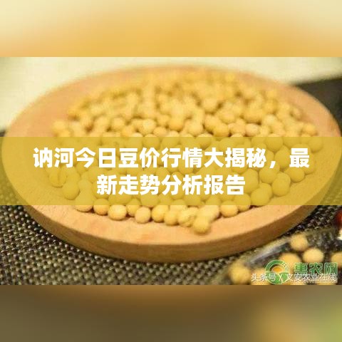 讷河今日豆价行情大揭秘，最新走势分析报告