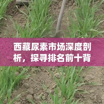 西藏尿素市场深度剖析，探寻排名前十背后的力量与趋势分析